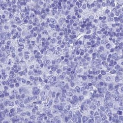 Invitrogen TEX101 Polyclonal Antibody 100 &mu;L; Unconjugated:Antibodies,