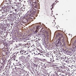 Invitrogen CCDC114 Polyclonal Antibody 100 &mu;L; Unconjugated:Antibodies,