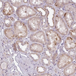 Invitrogen ZDHHC1 Polyclonal Antibody 100 &mu;L; Unconjugated:Antibodies,