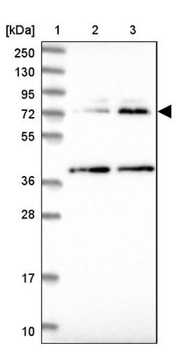 Invitrogen COG4 Polyclonal Antibody 100 &mu;L; Unconjugated:Antibodies,