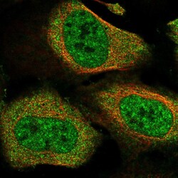 Invitrogen CACTIN Polyclonal Antibody 100 &mu;L; Unconjugated:Antibodies,