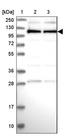 Invitrogen CACTIN Polyclonal Antibody 100 &mu;L | Buy Online | Invitrogen&trade; | Fisher Scientific