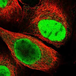 Invitrogen HDGFRP2 Polyclonal Antibody 100 &mu;L; Unconjugated:Antibodies,