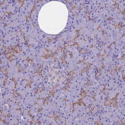 Invitrogen AdoHcyase 2 Polyclonal Antibody 100 &mu;L; Unconjugated:Antibodies,