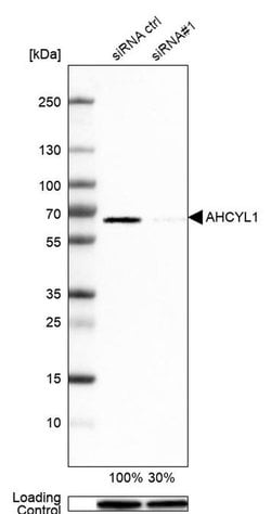 Invitrogen AdoHcyase 2 Polyclonal Antibody 100 &mu;L; Unconjugated:Antibodies,