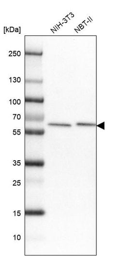 Invitrogen AdoHcyase 2 Polyclonal Antibody 100 &mu;L; Unconjugated:Antibodies,