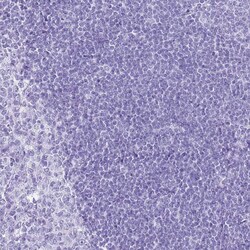 Invitrogen SLC7A9 Polyclonal Antibody 100 &mu;L; Unconjugated:Antibodies,