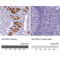 Invitrogen SLC7A9 Polyclonal Antibody 100 &mu;L; Unconjugated:Antibodies,