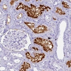 Invitrogen SLC7A9 Polyclonal Antibody 100 &mu;L; Unconjugated:Antibodies,