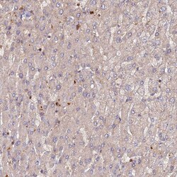 Invitrogen RPIA Polyclonal Antibody 100 &mu;L; Unconjugated:Antibodies,