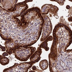 Invitrogen RPIA Polyclonal Antibody 100 &mu;L; Unconjugated:Antibodies,