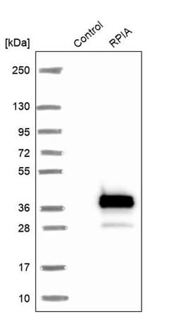 Invitrogen RPIA Polyclonal Antibody 100 &mu;L; Unconjugated:Antibodies,