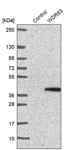 WDR83 Polyclonal Antibody:Antibodies, Polyclonal