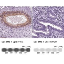 Invitrogen DEFB118 Polyclonal Antibody 100 &mu;L; Unconjugated:Antibodies,