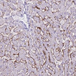 CD299 (DC-SIGN/L) Polyclonal Antibody:Antibodies, Polyclonal