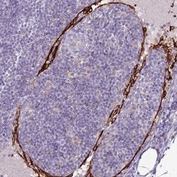 CD299 (DC-SIGN/L) Polyclonal Antibody:Antibodies, Polyclonal