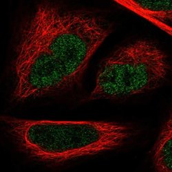 Invitrogen GAPDHS Polyclonal Antibody 100 &mu;L; Unconjugated:Antibodies,