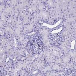 Invitrogen GAPDHS Polyclonal Antibody 100 &mu;L; Unconjugated:Antibodies,