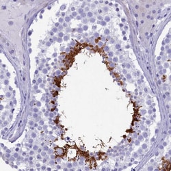 Invitrogen GAPDHS Polyclonal Antibody 100 &mu;L; Unconjugated:Antibodies,