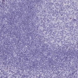Invitrogen GAPDHS Polyclonal Antibody 100 &mu;L; Unconjugated:Antibodies,