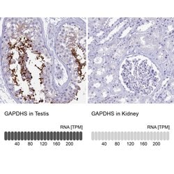 Invitrogen GAPDHS Polyclonal Antibody 100 &mu;L; Unconjugated:Antibodies,