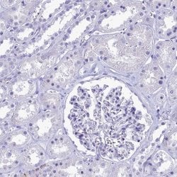 Invitrogen GAPDHS Polyclonal Antibody 100 &mu;L; Unconjugated:Antibodies,