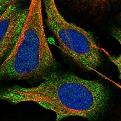 Invitrogen SAC3D1 Polyclonal Antibody 100 &mu;L; Unconjugated:Antibodies,