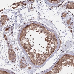 Invitrogen SAC3D1 Polyclonal Antibody 100 &mu;L; Unconjugated:Antibodies,