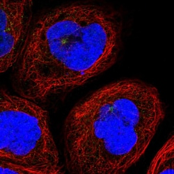 Invitrogen CLEC11A Polyclonal Antibody 100 &mu;L; Unconjugated:Antibodies,