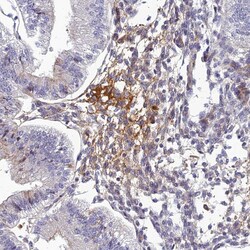 Invitrogen CLEC11A Polyclonal Antibody 100 &mu;L; Unconjugated:Antibodies,