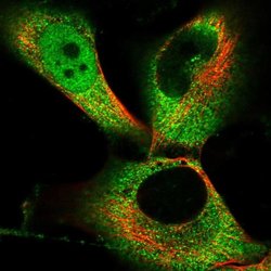 Invitrogen PKIG Polyclonal Antibody 100 &mu;L; Unconjugated:Antibodies,