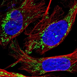 Invitrogen DTYMK Polyclonal Antibody 100 &mu;L; Unconjugated:Antibodies,