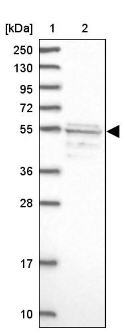 Invitrogen SRFBP1 Polyclonal Antibody 100 &mu;L; Unconjugated:Antibodies,