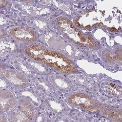 Invitrogen ENPP6 Polyclonal Antibody 100 &mu;L; Unconjugated:Antibodies,