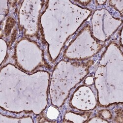 Invitrogen MRI1 Polyclonal Antibody 100 &mu;L; Unconjugated:Antibodies,