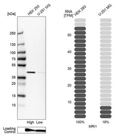 Invitrogen MRI1 Polyclonal Antibody 100 &mu;L; Unconjugated:Antibodies,
