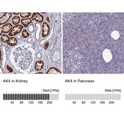 Adenylate Kinase 4 Polyclonal Antibody:Antibodies, Polyclonal