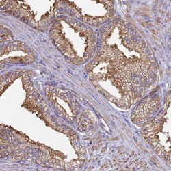 Invitrogen CBWD1 Polyclonal Antibody 100 &mu;L; Unconjugated:Antibodies,