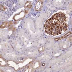 Invitrogen RGL3 Polyclonal Antibody 100 &mu;L; Unconjugated:Antibodies,