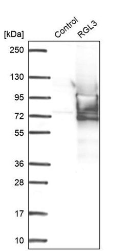 Invitrogen RGL3 Polyclonal Antibody 100 &mu;L; Unconjugated:Antibodies,