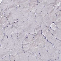 Invitrogen SEMG2 Polyclonal Antibody 100 &mu;L; Unconjugated:Antibodies,