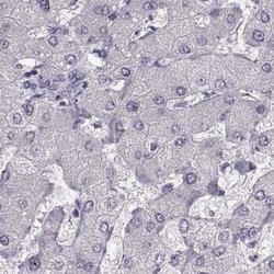 Invitrogen SEMG2 Polyclonal Antibody 100 &mu;L; Unconjugated:Antibodies,