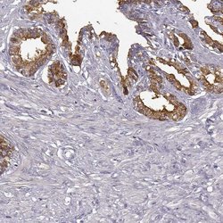 Invitrogen SEMG2 Polyclonal Antibody 100 &mu;L; Unconjugated:Antibodies,