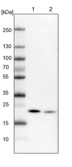 Invitrogen NDUFB9 Polyclonal Antibody 100 &mu;L | Buy Online | Invitrogen&trade; | Fisher Scientific