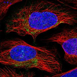 Invitrogen PSMB3 Polyclonal Antibody 100 &mu;L; Unconjugated:Antibodies,