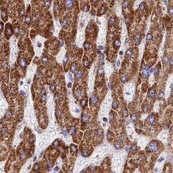 Invitrogen ATP5H Polyclonal Antibody 100 &mu;L; Unconjugated:Antibodies,