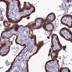 Invitrogen C20orf202 Polyclonal Antibody 100 &mu;L; Unconjugated:Antibodies,