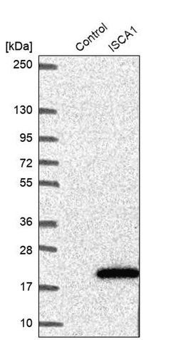Invitrogen ISCA1 Polyclonal Antibody 100 &mu;L; Unconjugated:Antibodies,