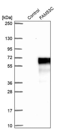 Invitrogen FAM53C Polyclonal Antibody 100 &mu;L; Unconjugated:Antibodies,
