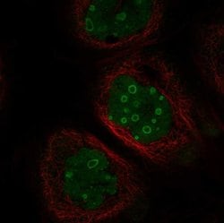 Invitrogen FAM131A Polyclonal Antibody 100 &mu;L; Unconjugated:Antibodies,